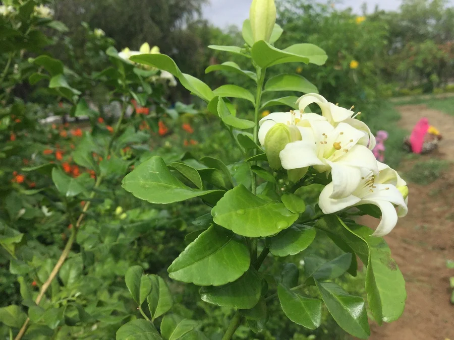 jasmine or mogra in bloom - 11 year old perennial